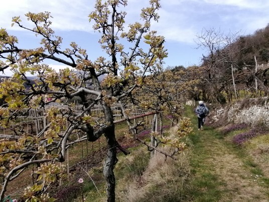 sentierino Vigneti e ciliegi per Dosso