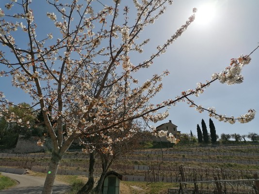 fioritura verso Castel