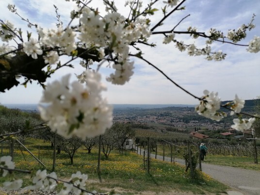 discesa verso Quena e ciliegio in fiore