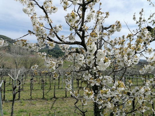 ciliegio in fiore