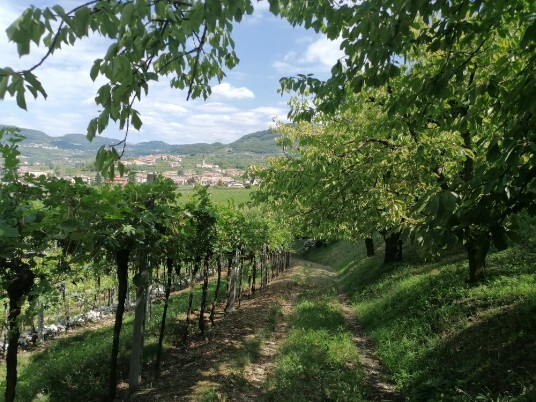 Vigneti  e ciliegi Carpane  Cere