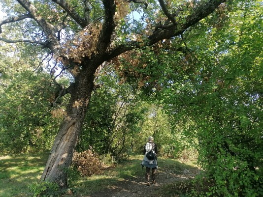 passeggiando sulla Rocca