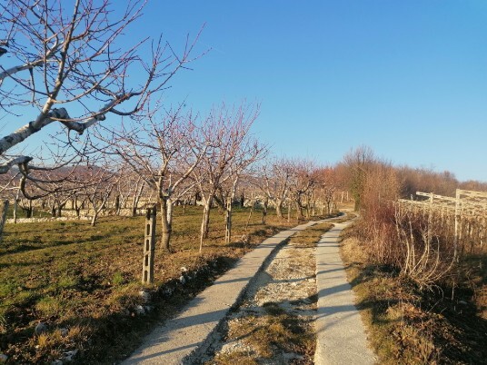 aspettando i ciliegi in fiore