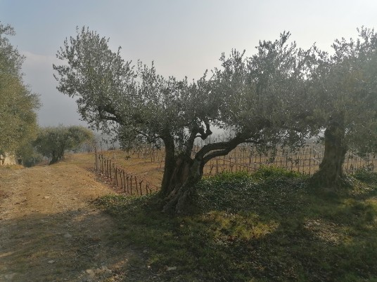 Via Masua in direzione Pedemonte