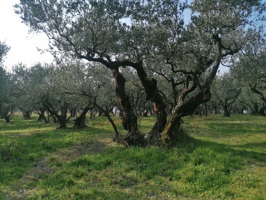 Oliveto via Masua sud