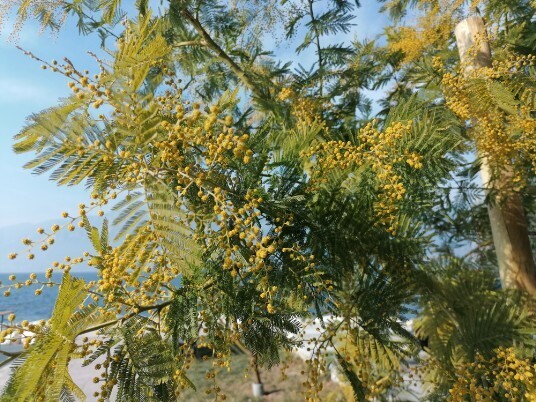 mimose in fiore 6 febbraio 2022 Castelletto di Brenzone