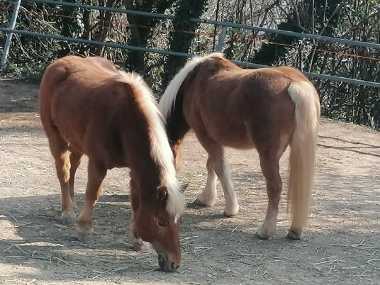 simpatici incontri Monte Solane